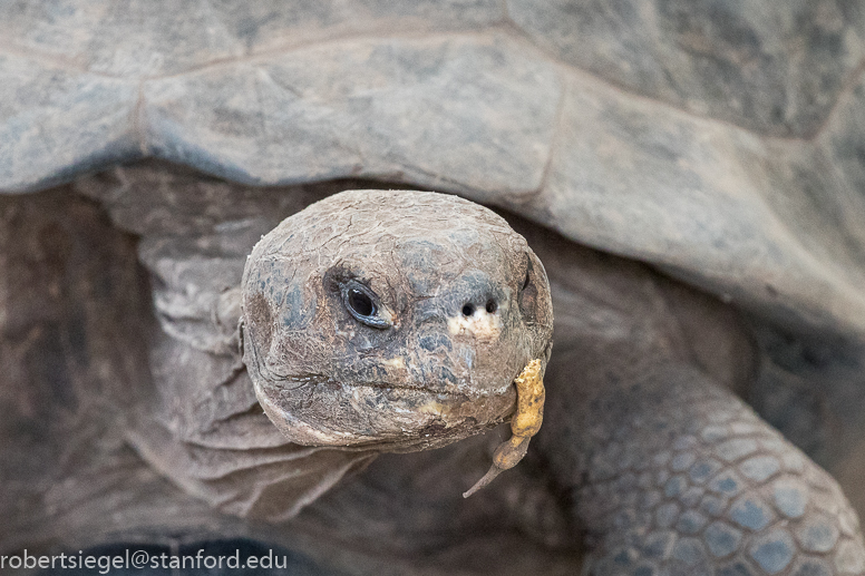 galapagos